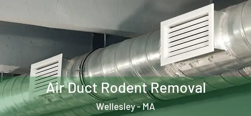 Air Duct Rodent Removal Wellesley - MA